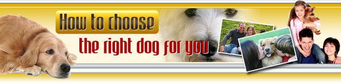 How to choose the pet dog that is perfect for you!